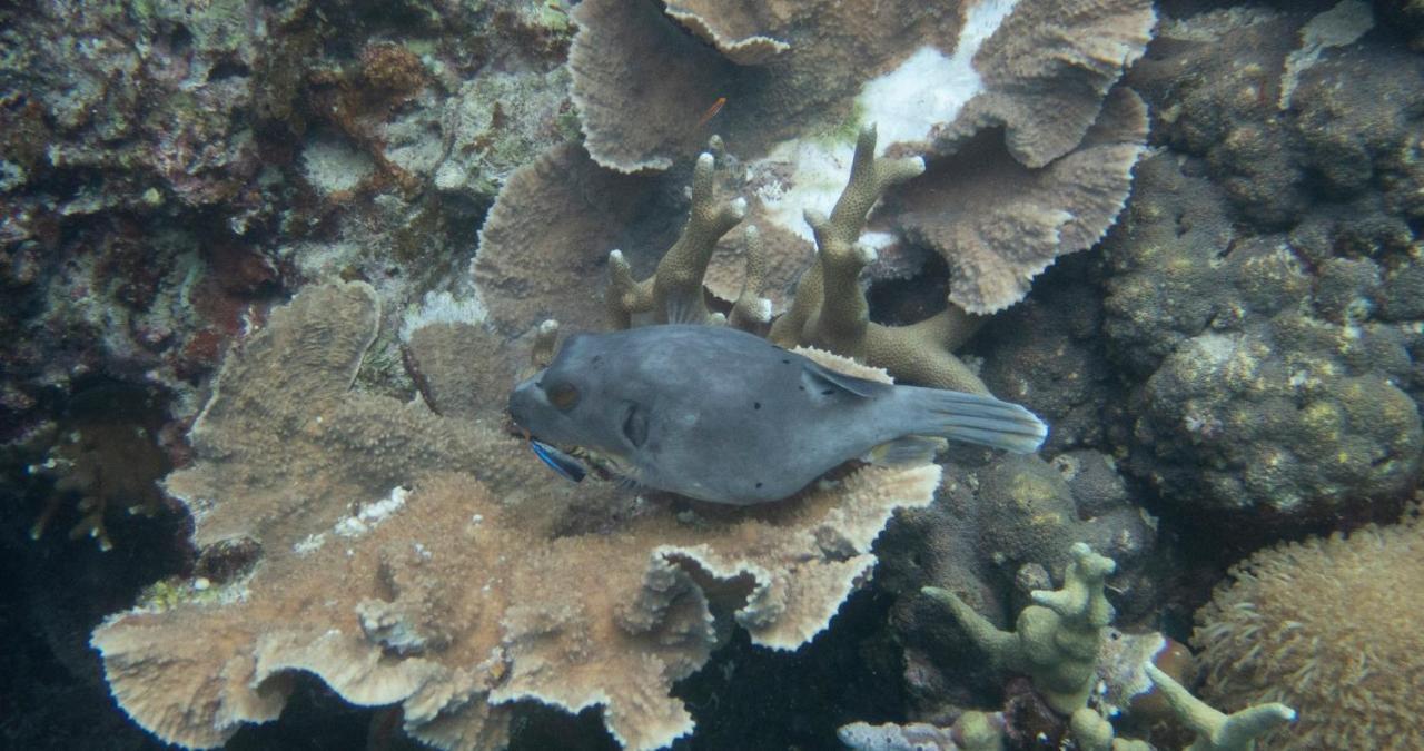 Alegria Dive Resort Exteriér fotografie