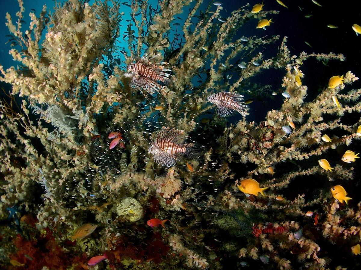 Alegria Dive Resort Exteriér fotografie