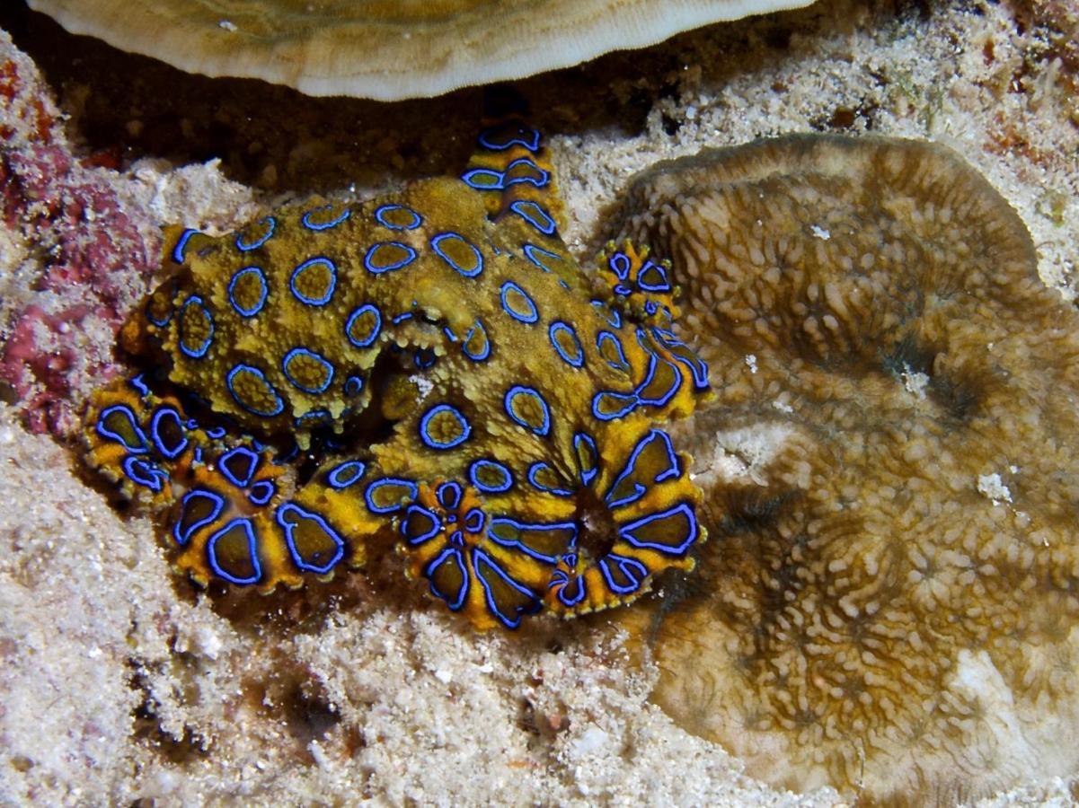Alegria Dive Resort Exteriér fotografie
