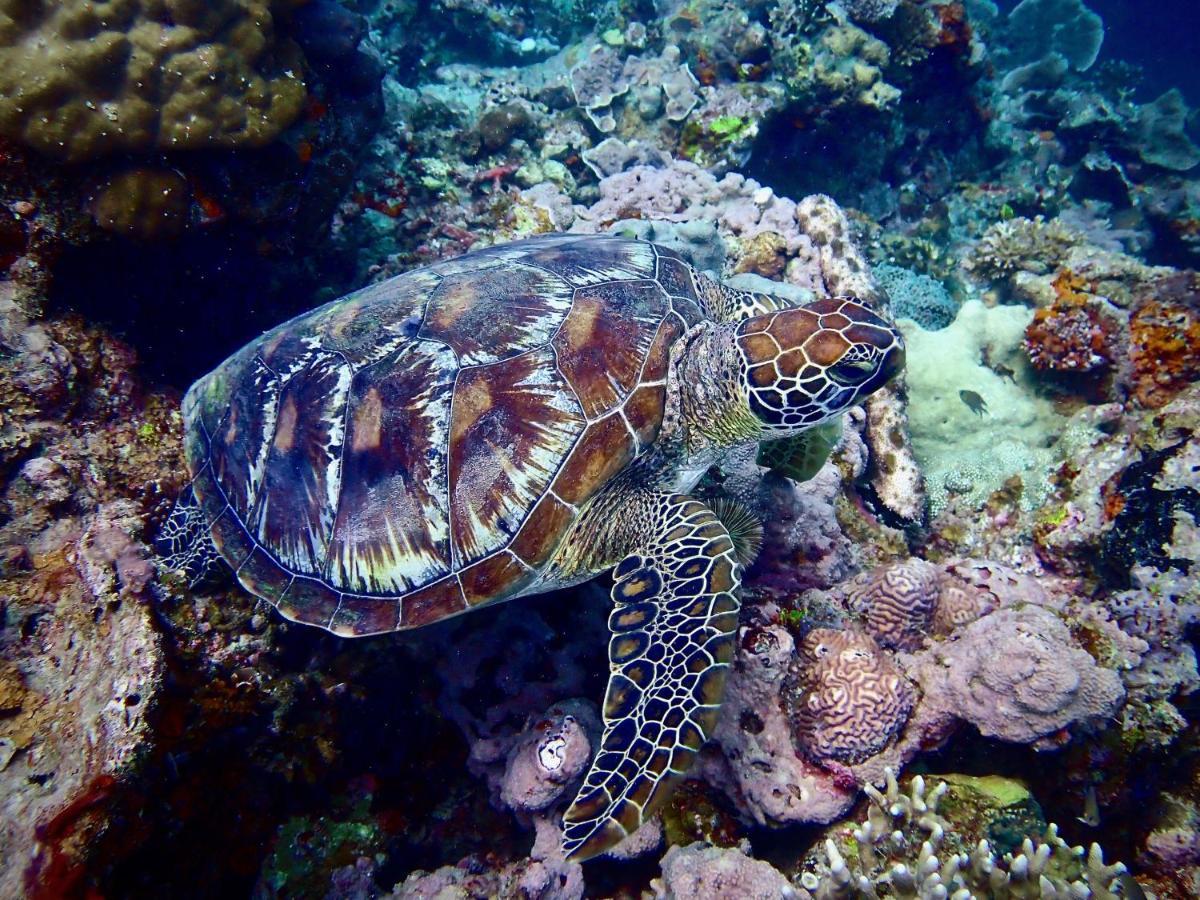 Alegria Dive Resort Exteriér fotografie