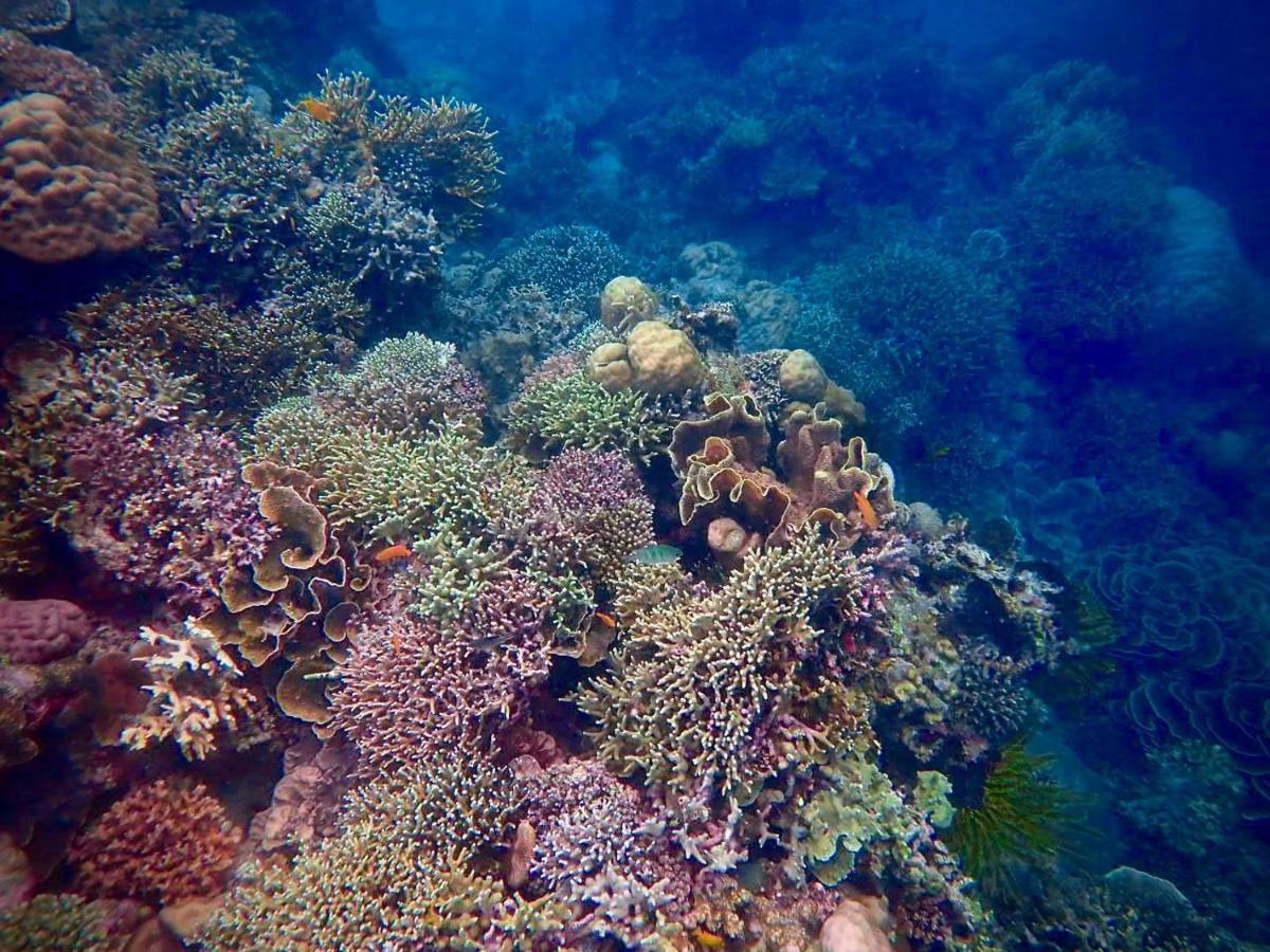 Alegria Dive Resort Exteriér fotografie