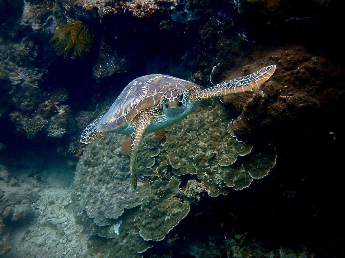 Alegria Dive Resort Exteriér fotografie